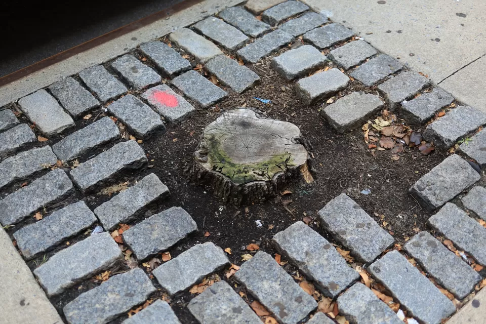 Tree stump in an urban sidewalk